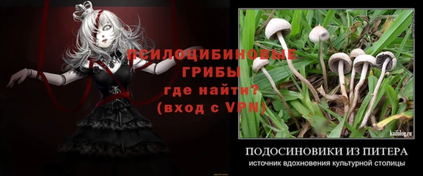 стафф Аркадак